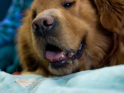 A beautiful dog.