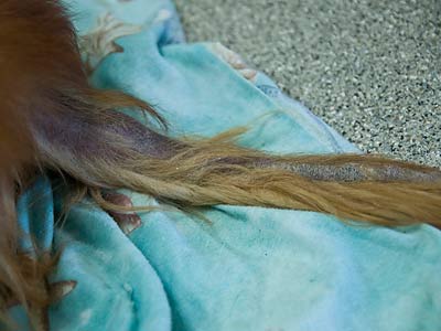 Fabio's poor tail.