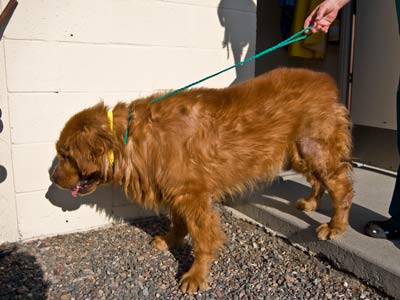 Still not offering to walk on a leash.