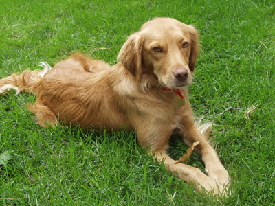 Ginger
