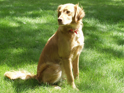 Ginger