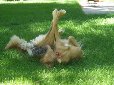 Ginger