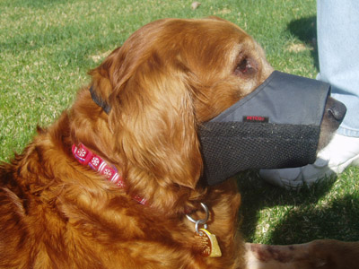 Rosie