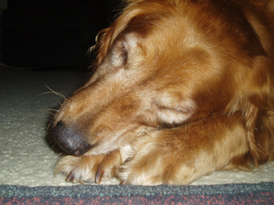 Rosie
