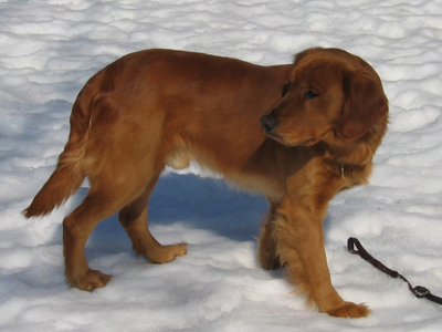 Rufus