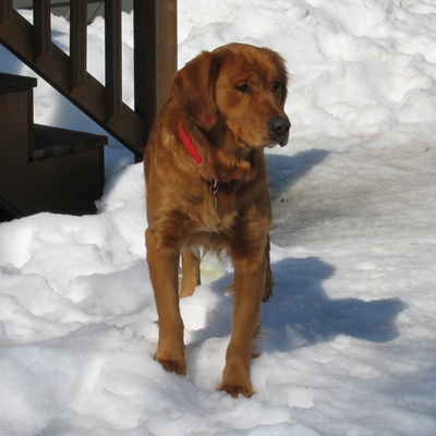 Rufus