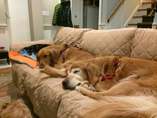 Cocoa and friends