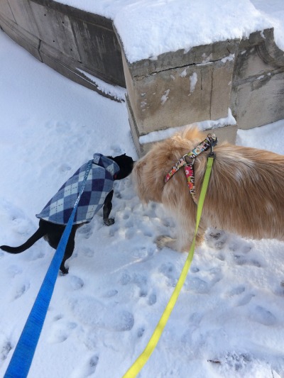 Cocoa and Buddy sharing a sniff