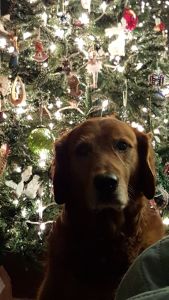 Buddy15302c4.jpg