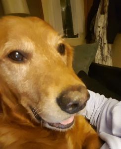 Buddy15302d1.jpg