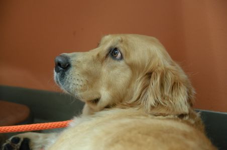 Sage15276b5.jpg