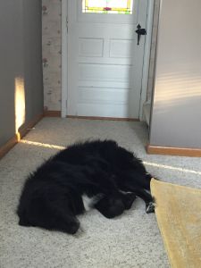 Shadow15316f2.jpg