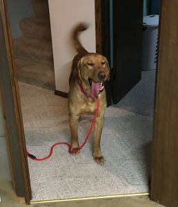 Brody16001c1.jpg