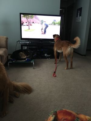 Brody16001d1.jpg