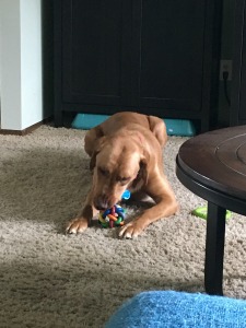 Brody16001h1.jpg