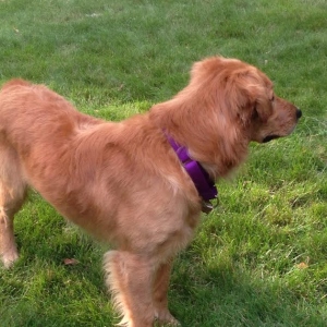 Buddy16219c1.jpg