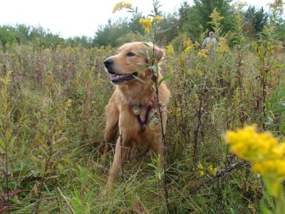 Buddy16219d3.jpg