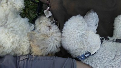 Charlie and his new brother