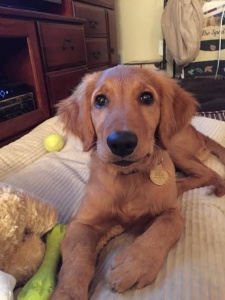 Ginger16261c1.jpg