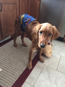 Ginger16261g1.jpg