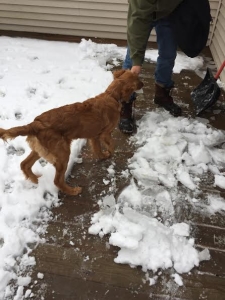 Ginger16261h1.jpg
