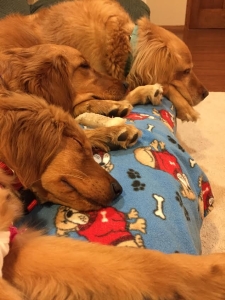 Ginger16261j2.jpg