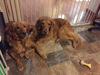 Ginger16261l1.jpg