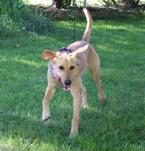 Gracie16211d1.jpg