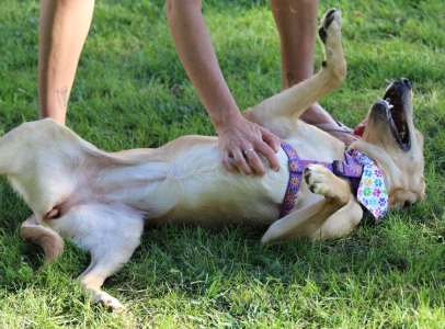 Gracie16211d3.jpg