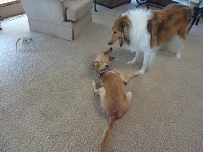 Gracie16211h4.jpg