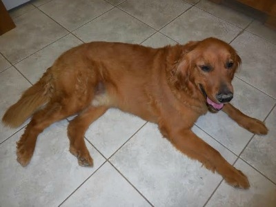 Hoss16085c1.jpg