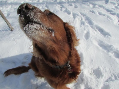 Marley16258d4.jpg