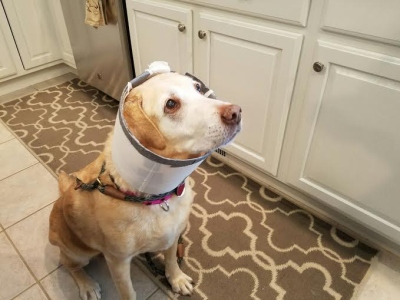 Molly16128e1.jpg