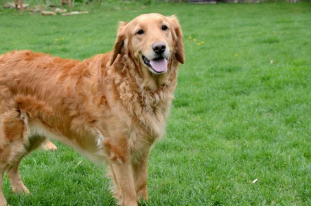 Roxy16058c1.jpg
