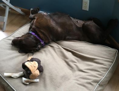 Allie17065d1.jpg