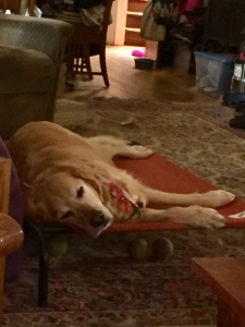 Gracie17098f1.jpg