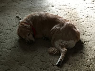 Gracie17098i2.jpg