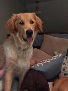 Louie17028c1.jpg