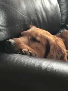 Maggie17011c1.jpg