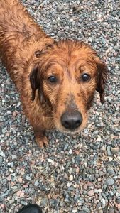 Maggie17011d1.jpg