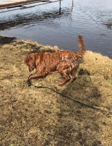 Maggie17011d2.jpg