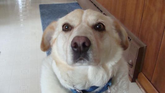 Nala17075d1.jpg