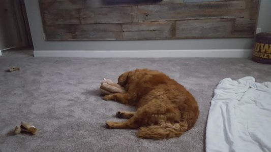 Spot17095c1.jpg