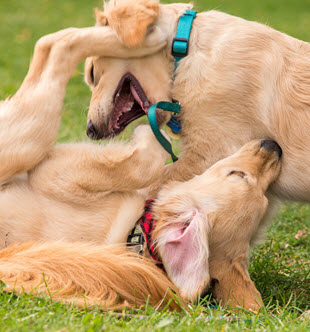 Behavior and training needs vary with a dog's age