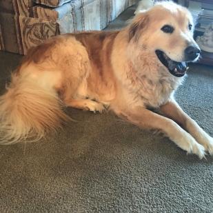 BooBoo(Bo) 06-535