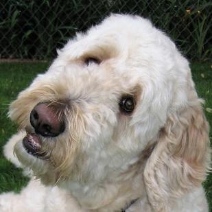 Milo 07-537