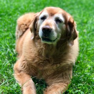 Daisy 07-702