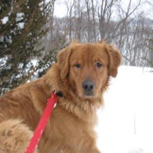 Buddy 11-062