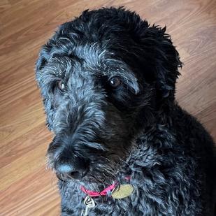 Dolly (Sophie 17-156)