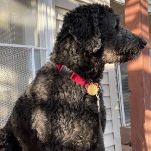 Dolly (Sophie 17-156)